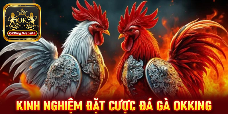 Kinh nghiệm đặt cược đá gà OKKing dành cho những cược thủ mới tham gia đặt cược