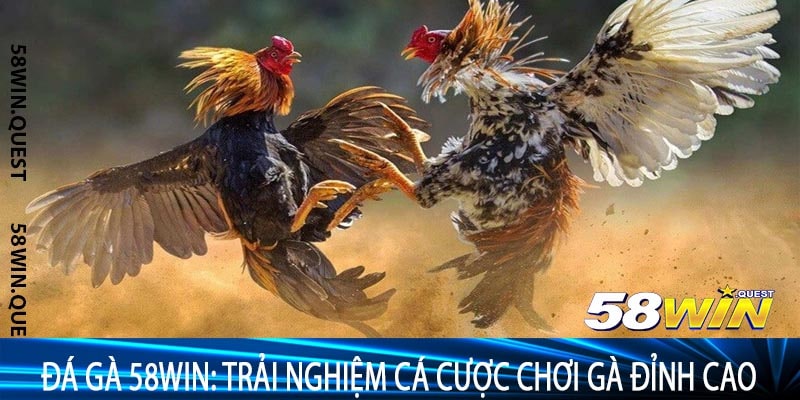 Đá Gà 58win: Trải Nghiệm Cá Cược Chơi Gà Đỉnh Cao