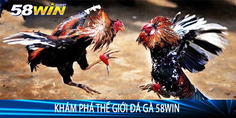 Khám Phá Thế Giới Đá Gà 58win