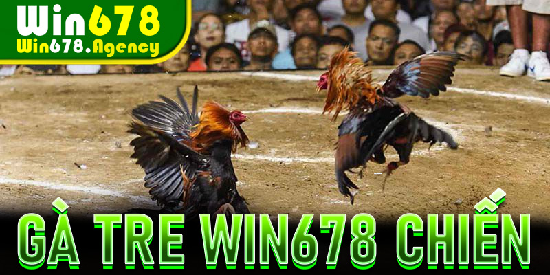 Gà tre Win678 chiến – Từ truyền thống đến Win678