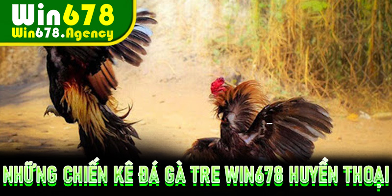 Những chiến kê Đá Gà Tre Win678 huyền thoại và kỹ thuật bá đạo