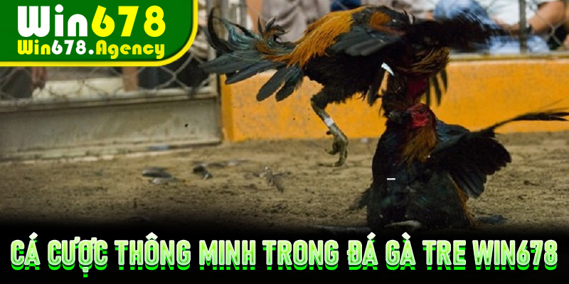 Cá cược thông minh trong Đá Gà Tre Win678