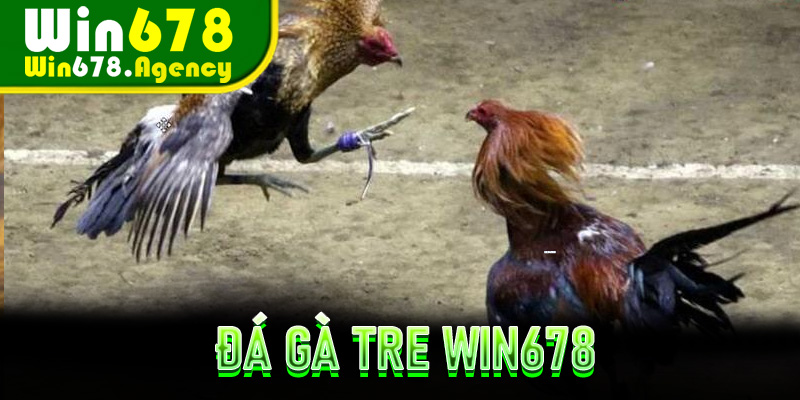 Đá Gà Tre Win678